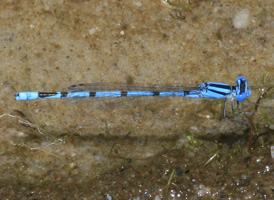 Atlantic Bluet
